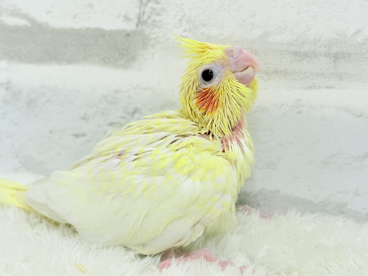 オカメインコ