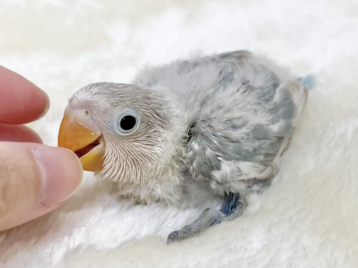 シロボタンインコ