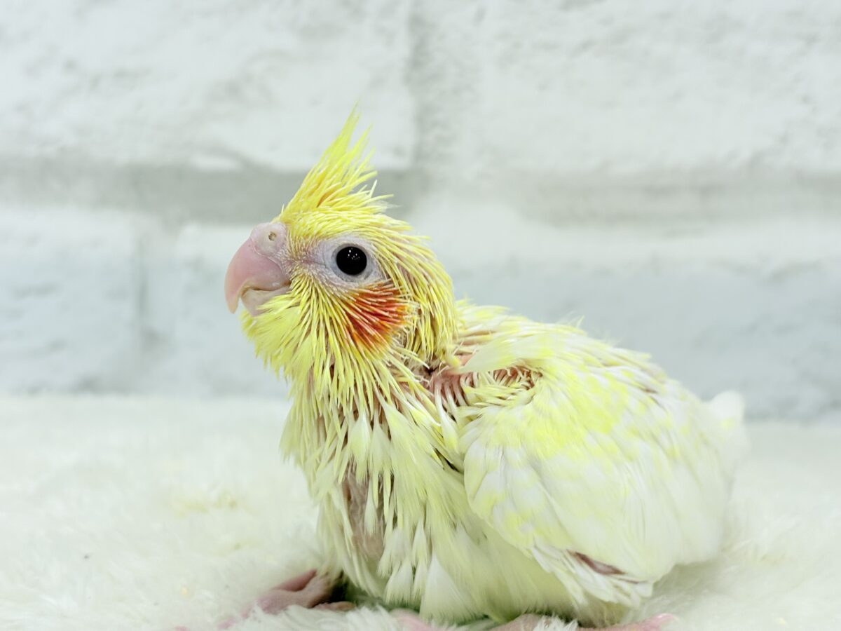 【最新画像更新🪄】未来に希望とワクワクたっぷり🐣💖オカメインコ(ルチノーパール) ヒナ オカメインコ
