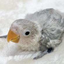 落ち着くキレイな白と青🩵🤍　シロボタンインコ