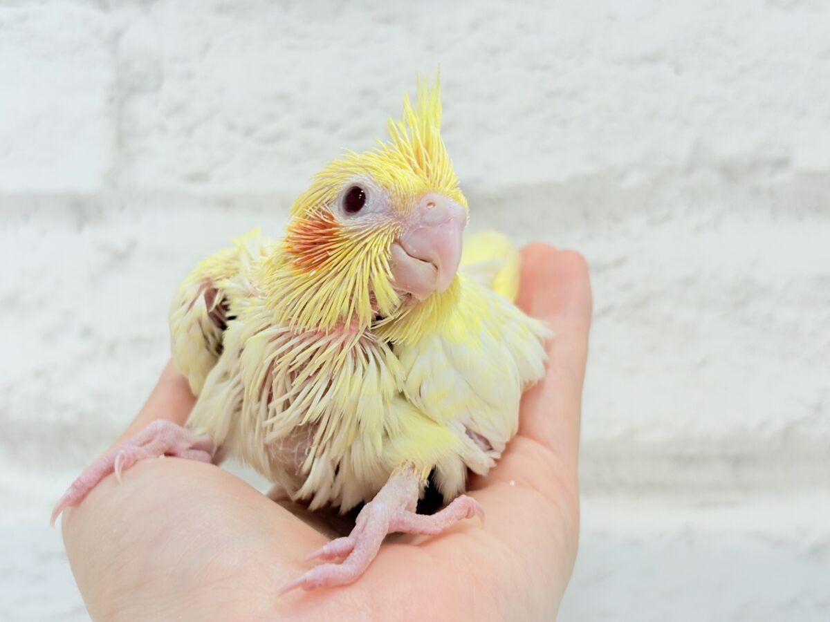 オカメインコ