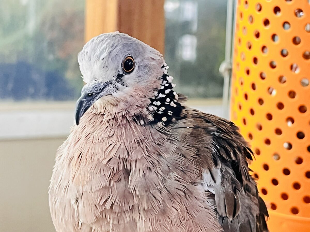 珍鳩🌟オシャレ番長💖鹿の子バト〜！