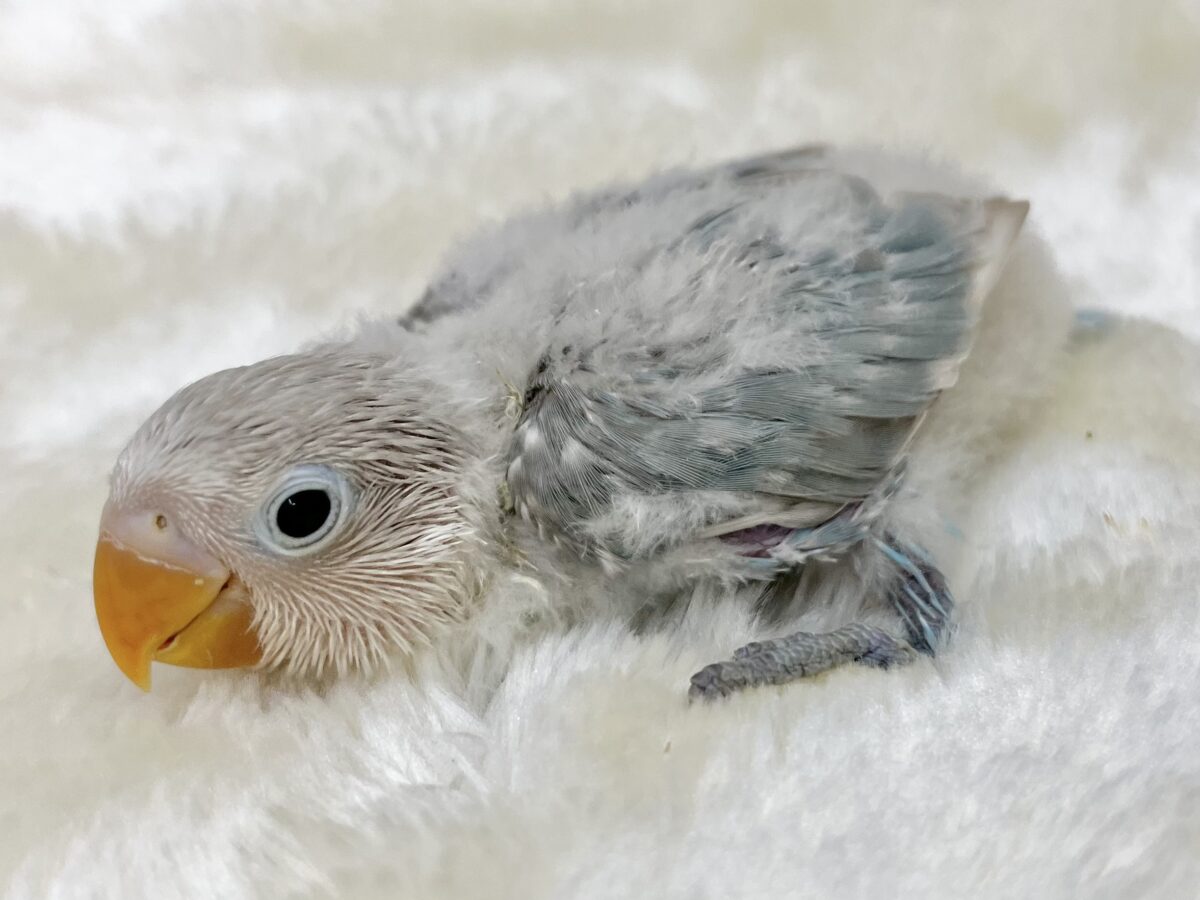 シロボタンインコ