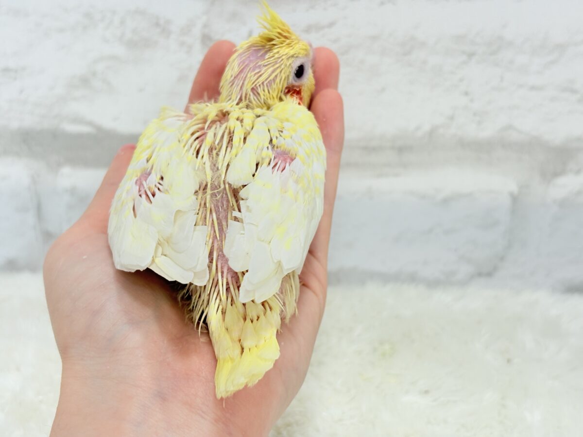 オカメインコ