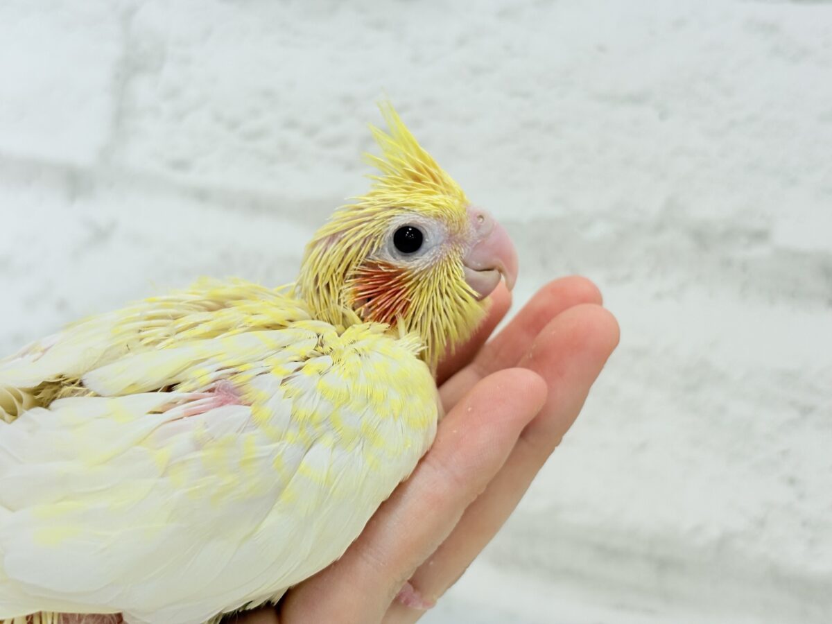 オカメインコ