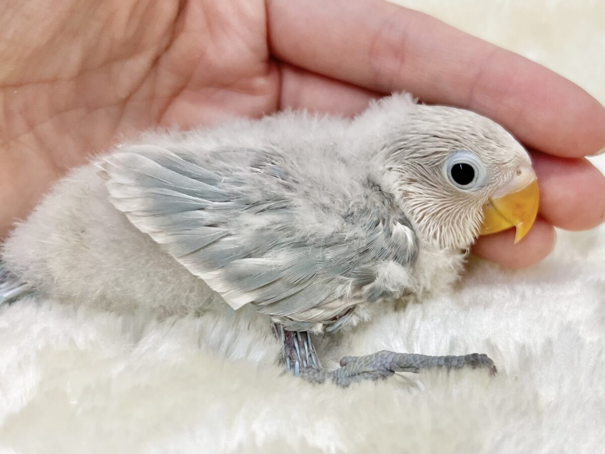 シロボタンインコ