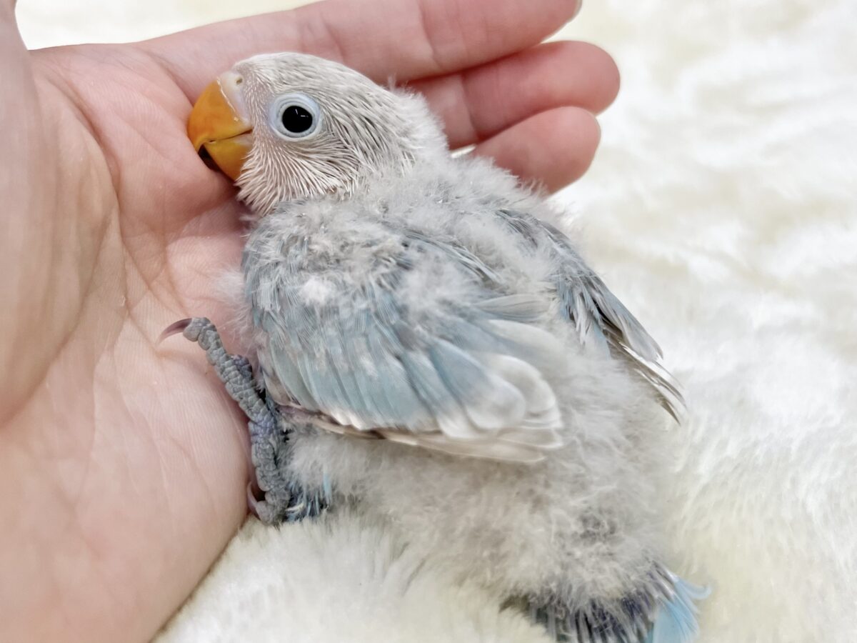 シロボタンインコ