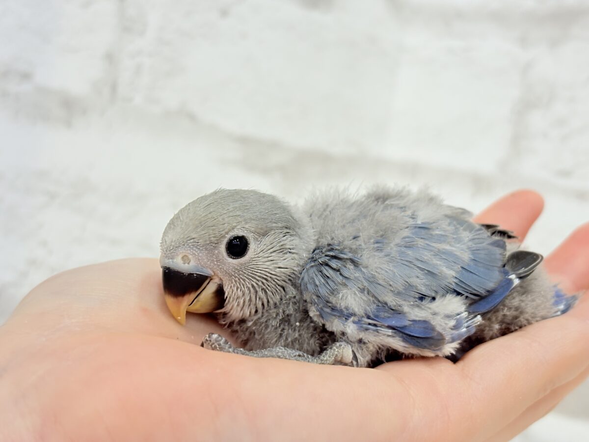 【最新画像更新🪄】甘々💖アイドルフェイス🐣🪅コザクラインコ(バイオレット) ヒナ コザクラインコ(小桜インコ)
