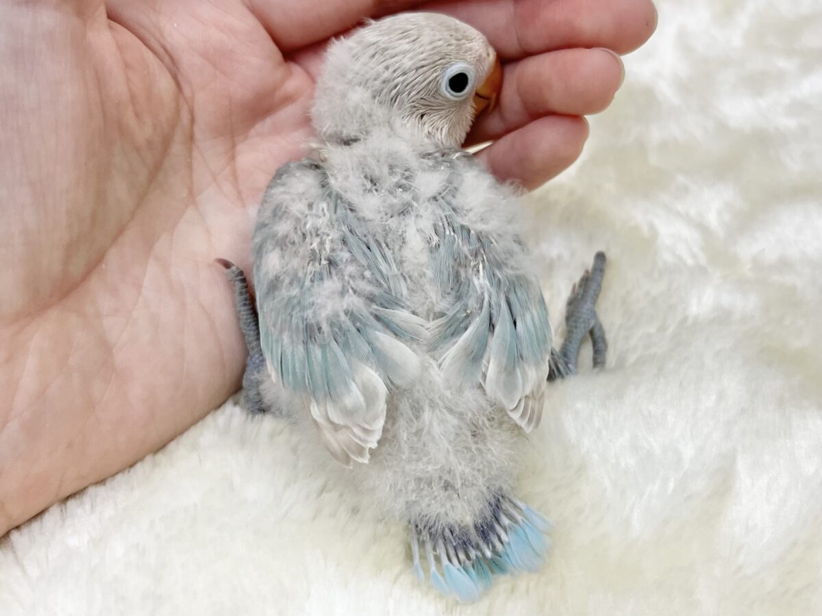 シロボタンインコ