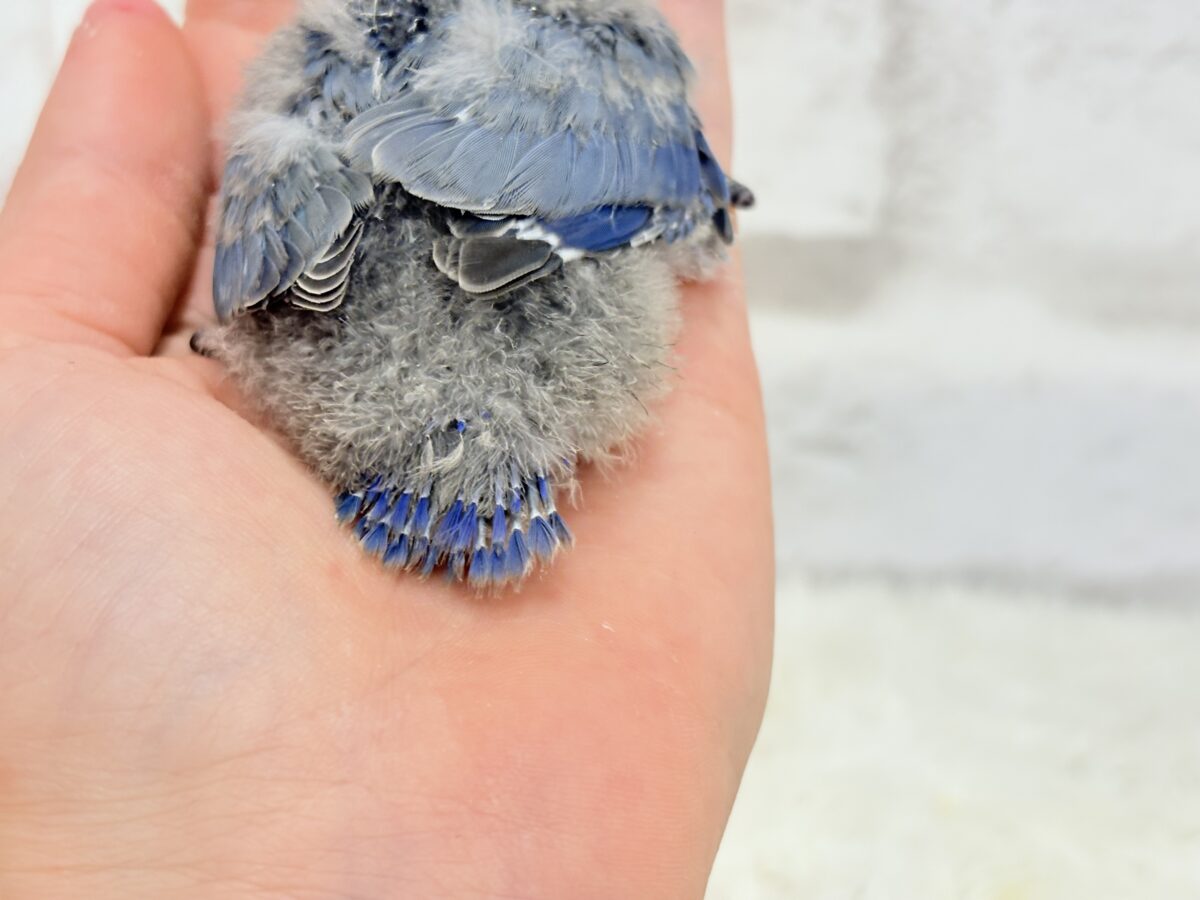 【最新画像更新🪄】甘々💖アイドルフェイス🐣🪅コザクラインコ(バイオレット) ヒナ コザクラインコ(小桜インコ)