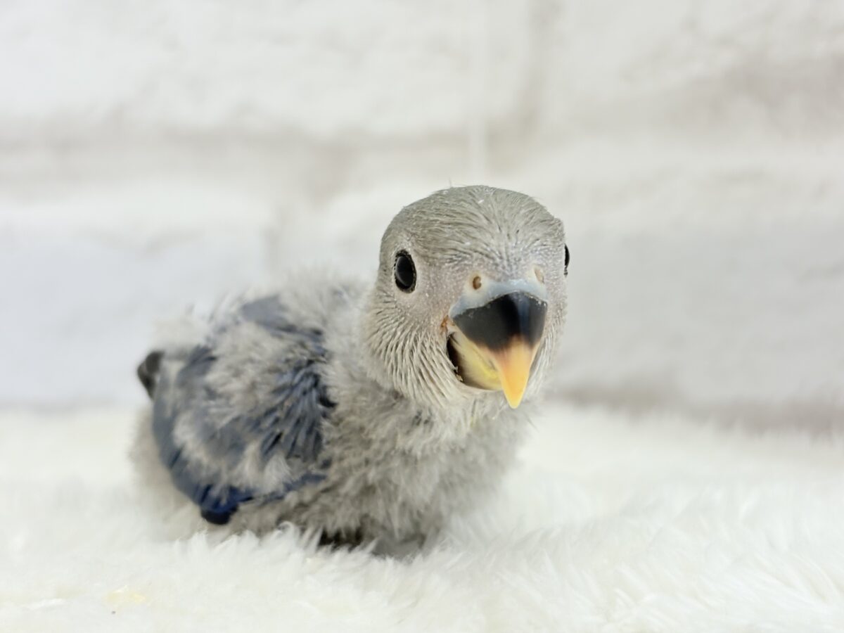 【最新画像更新🪄】甘々💖アイドルフェイス🐣🪅コザクラインコ(バイオレット) ヒナ コザクラインコ(小桜インコ)