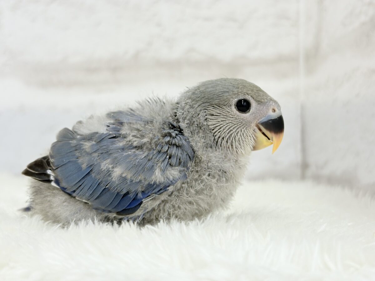【最新画像更新🪄】甘々💖アイドルフェイス🐣🪅コザクラインコ(バイオレット) ヒナ コザクラインコ(小桜インコ)