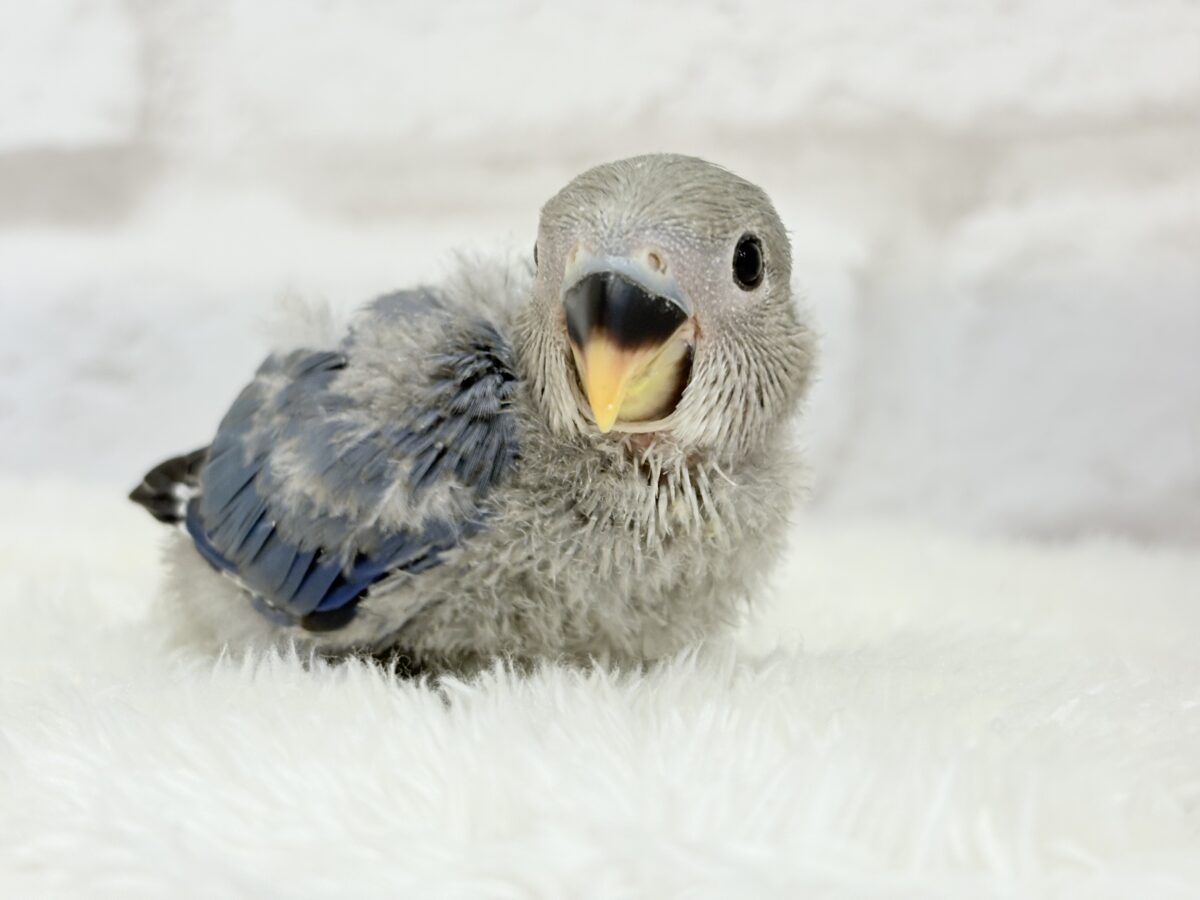 コザクラインコ（小桜インコ）