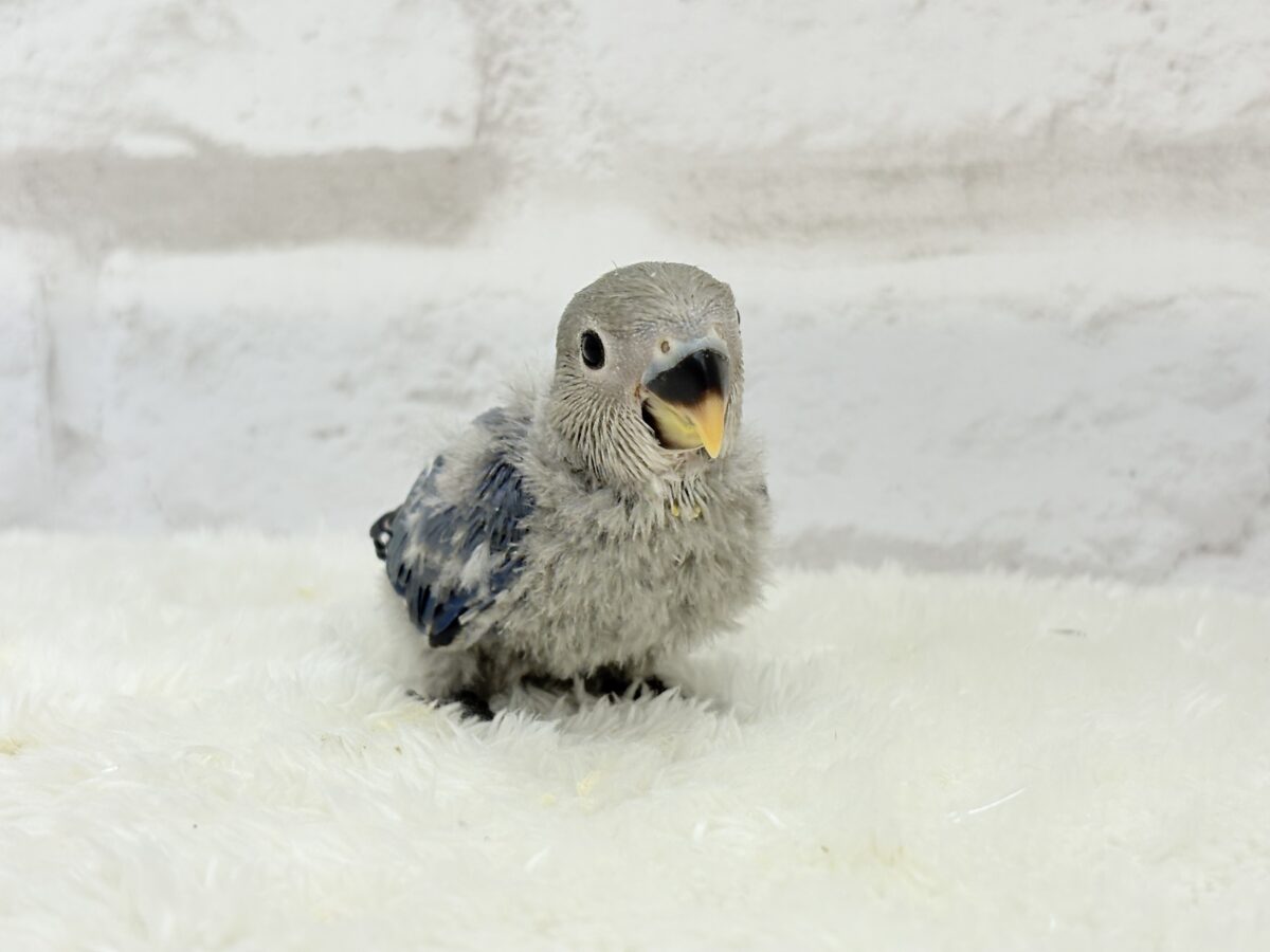 【最新画像更新🪄】甘々💖アイドルフェイス🐣🪅コザクラインコ(バイオレット) ヒナ コザクラインコ(小桜インコ)