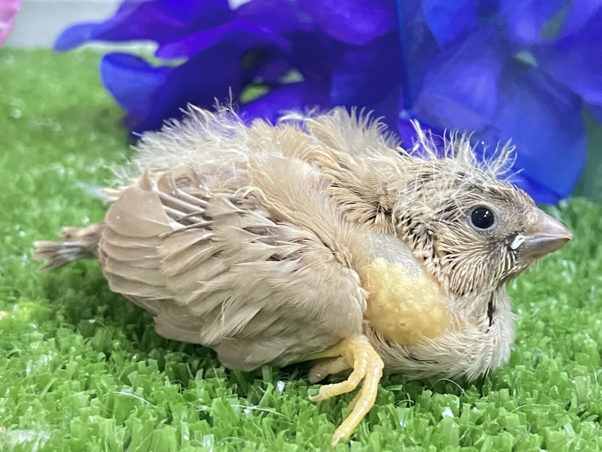 ジャンボキンカチョウ