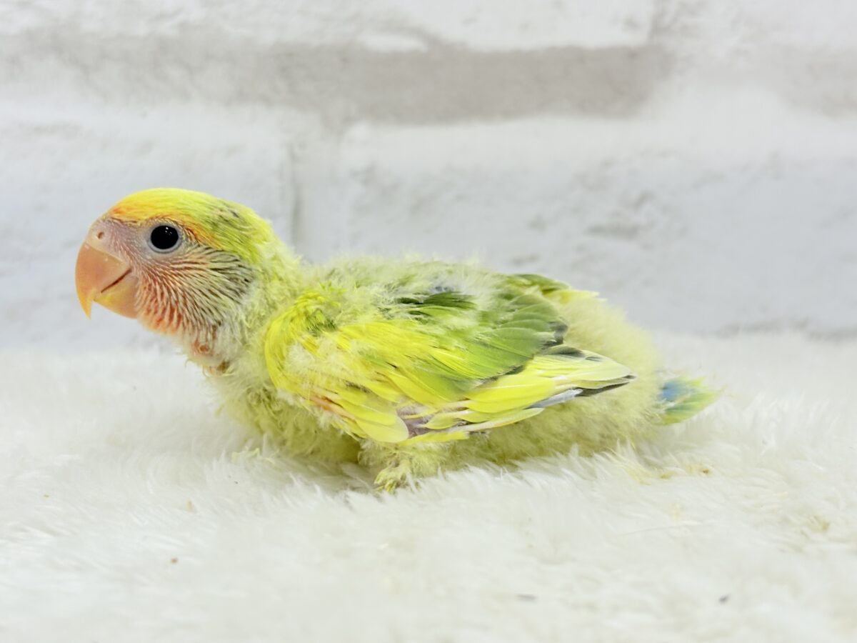 コザクラインコ（小桜インコ）