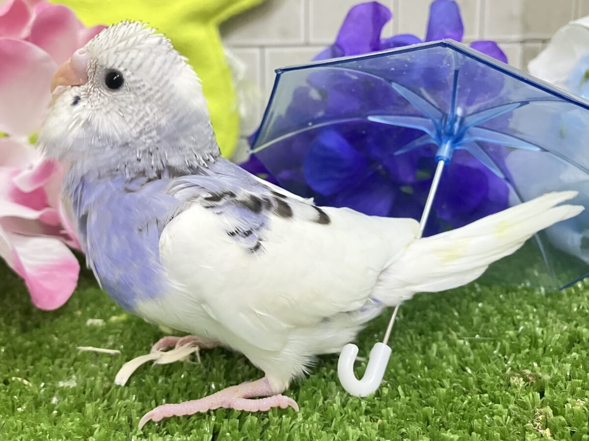 セキセイインコ