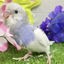 ﾓｸﾓｸ💭くもりのちブル〜べりぃ🫐➿セキセイインコ(ブルーパイド/2026年5月生まれ)