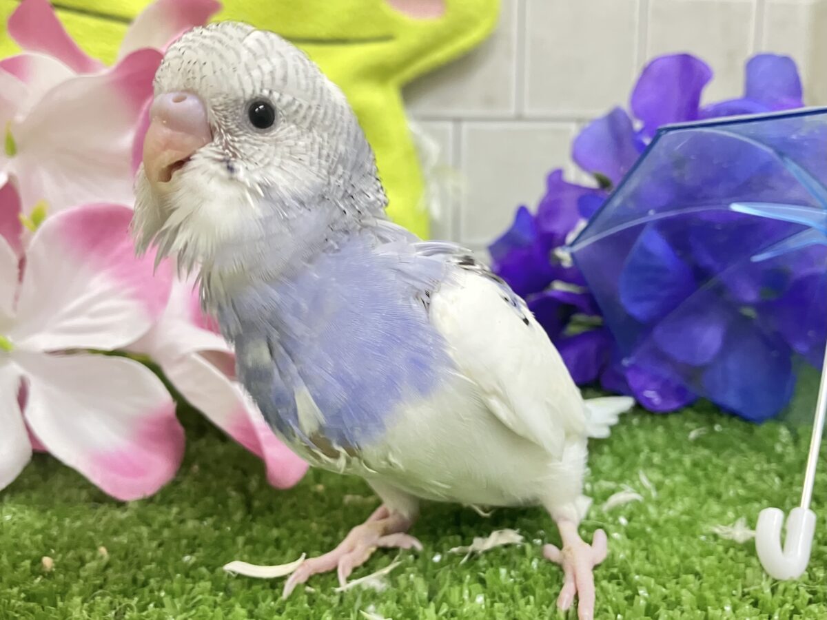 ﾓｸﾓｸ💭くもりのちブル〜べりぃ🫐➿セキセイインコ(ブルーパイド/2026年5月生まれ)