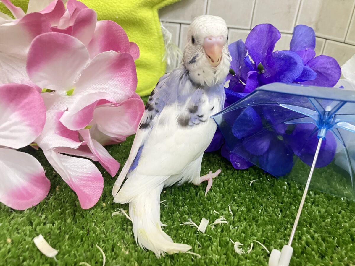 セキセイインコ