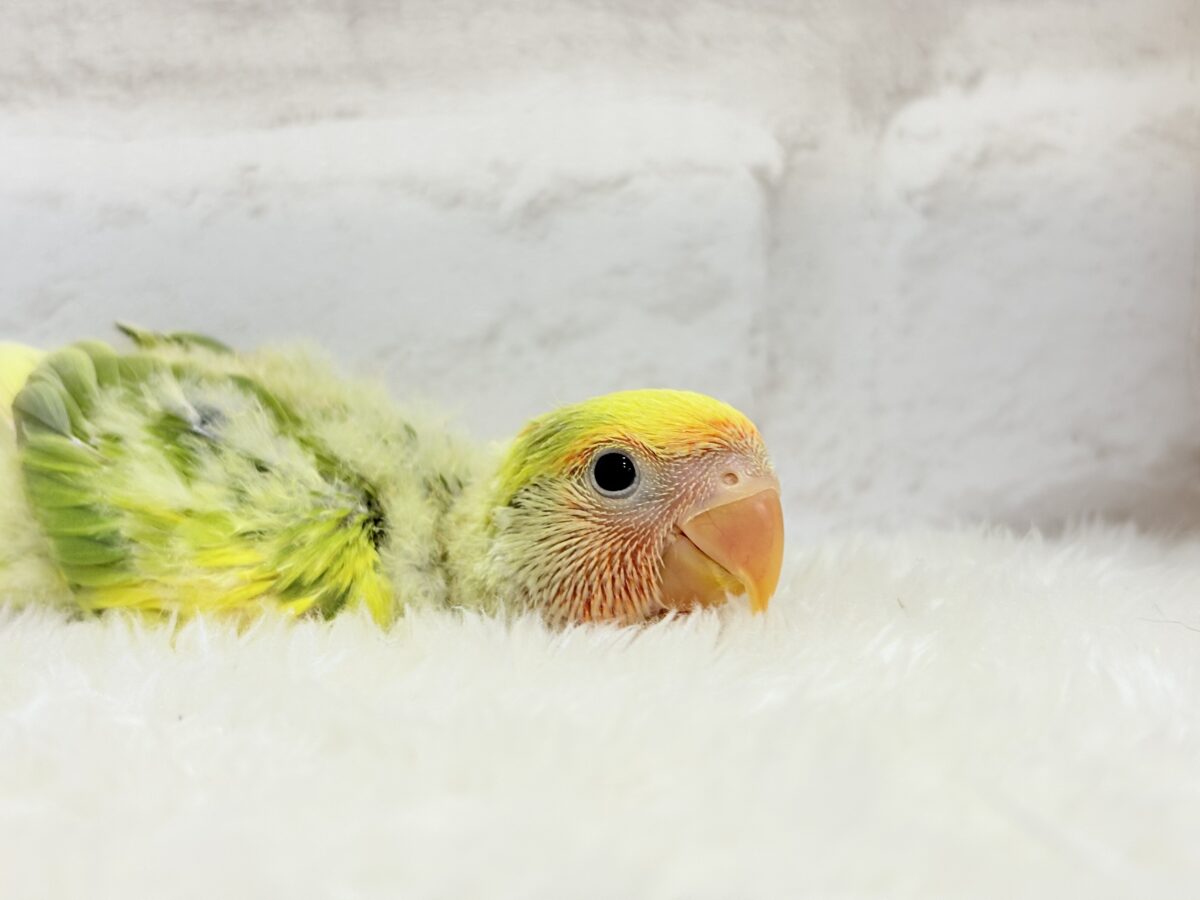 コザクラインコ（小桜インコ）