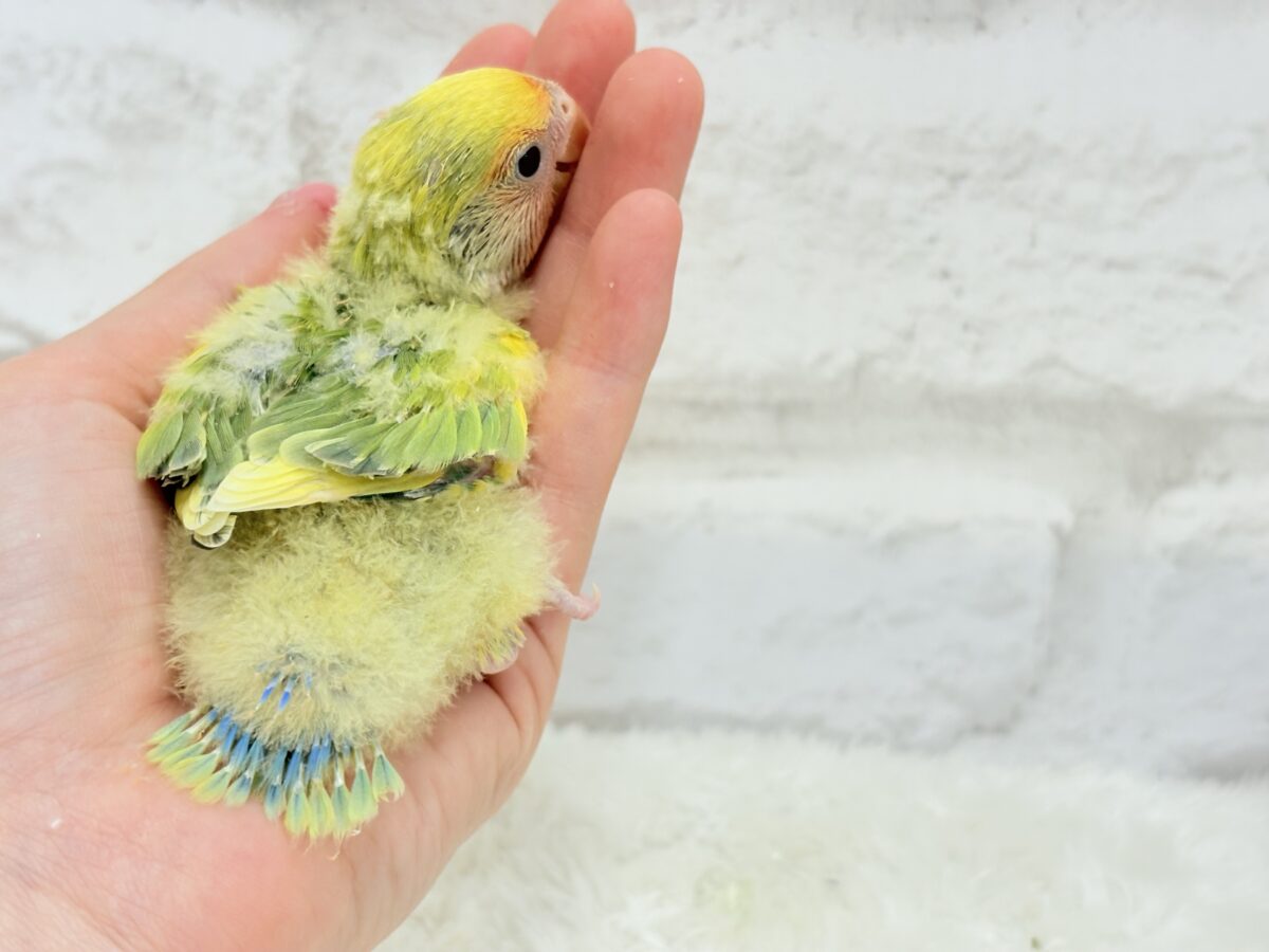 【最新画像・動画更新🪄】きゅるるんおめめのハッピーコザたん🐣💐コザクラインコ(タイガーチェリー) ヒナ コザクラインコ(小桜インコ)