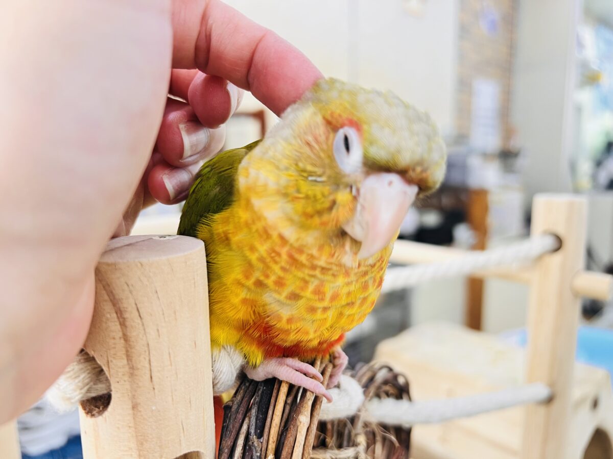 ホオミドリウロコインコ