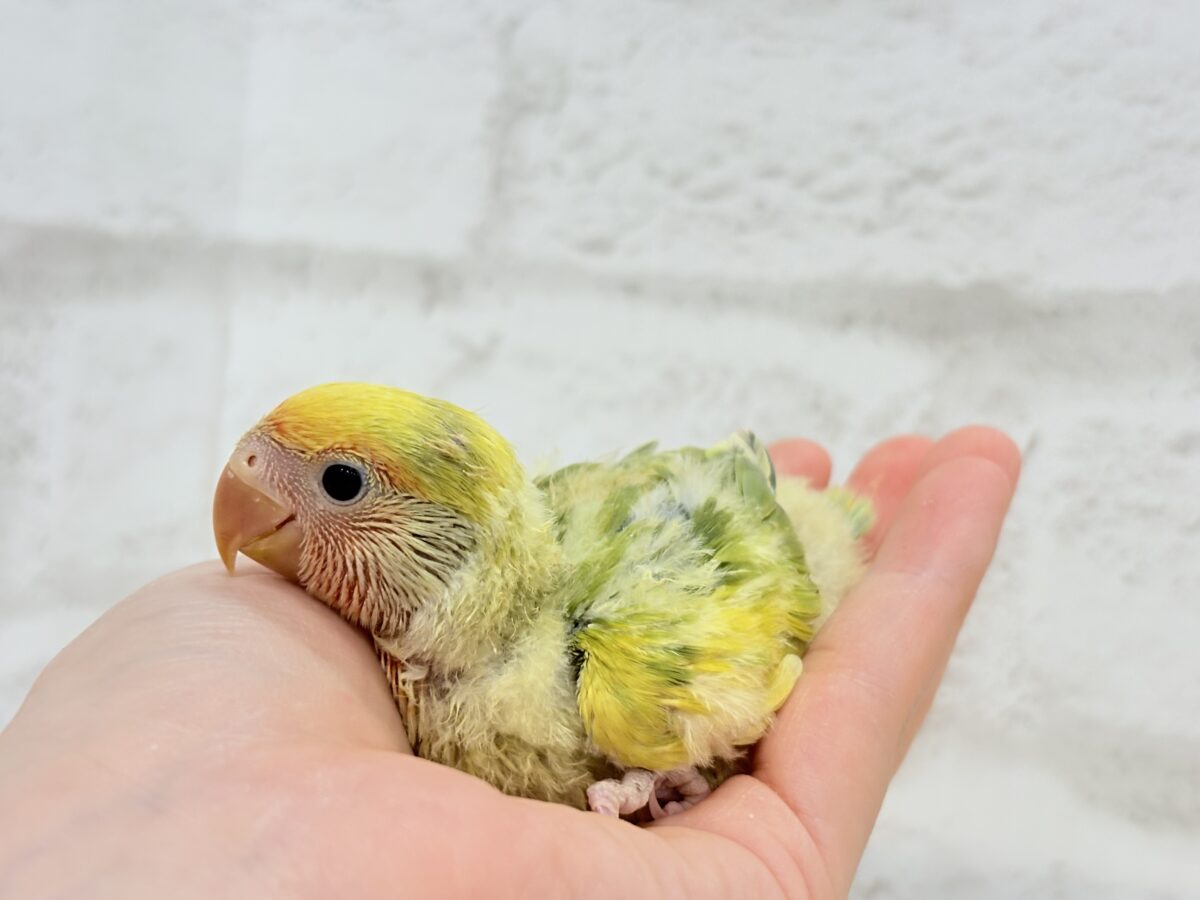 コザクラインコ（小桜インコ）