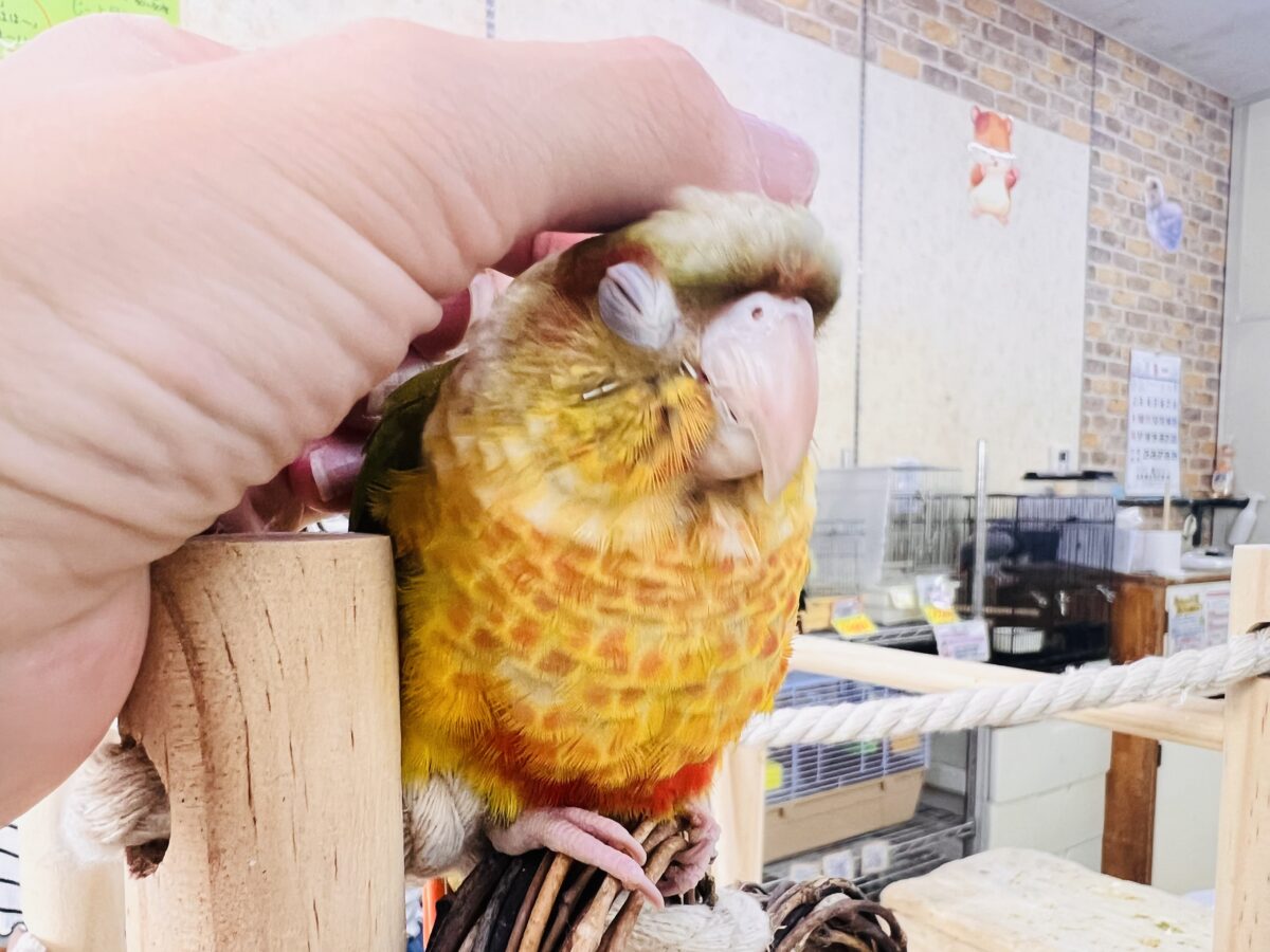 ホオミドリウロコインコ