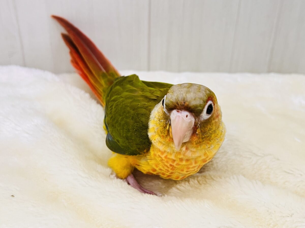 ホオミドリウロコインコ