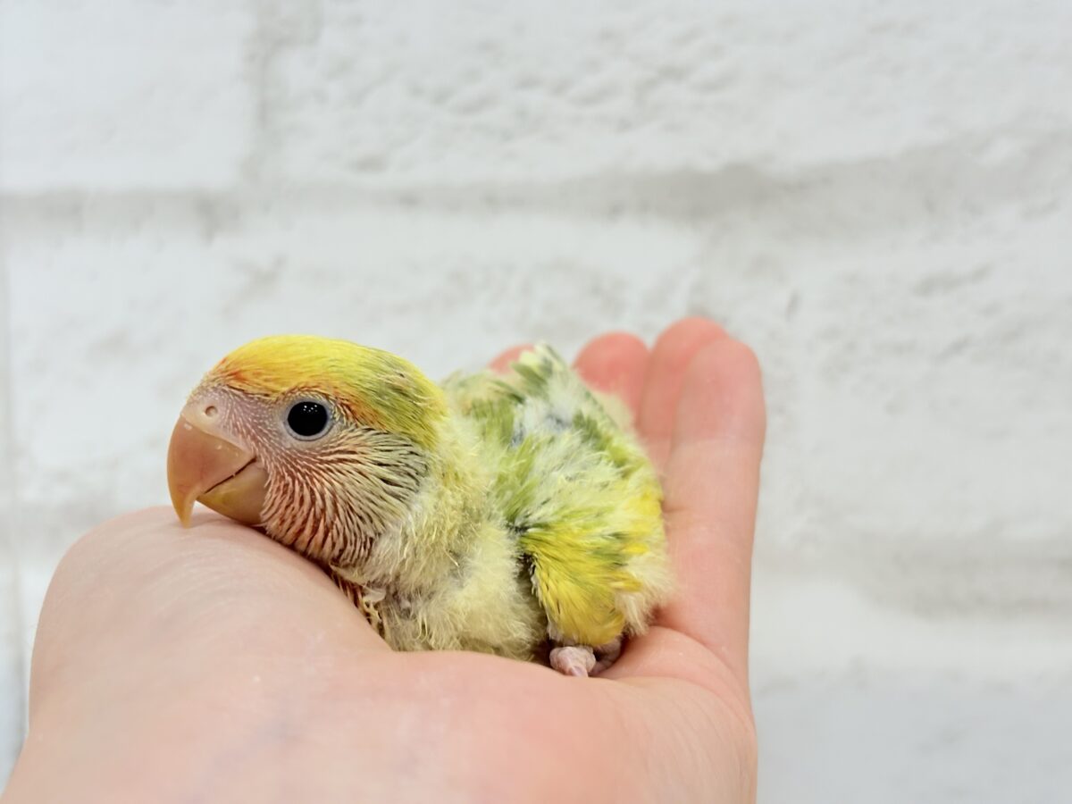 コザクラインコ（小桜インコ）