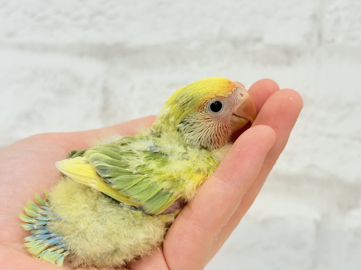 【最新画像・動画更新🪄】きゅるるんおめめのハッピーコザたん🐣💐コザクラインコ(タイガーチェリー) ヒナ コザクラインコ(小桜インコ)