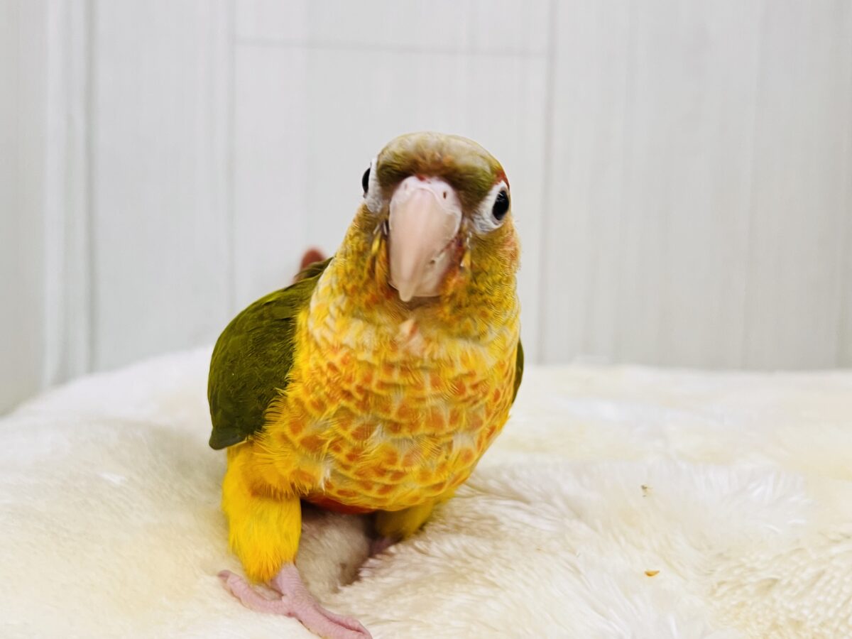 ホオミドリウロコインコ