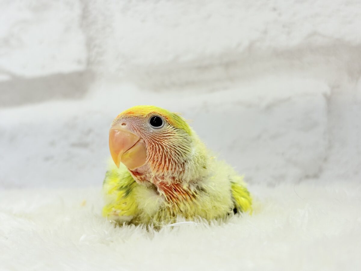 【最新画像・動画更新🪄】きゅるるんおめめのハッピーコザたん🐣💐コザクラインコ(タイガーチェリー) ヒナ コザクラインコ(小桜インコ)