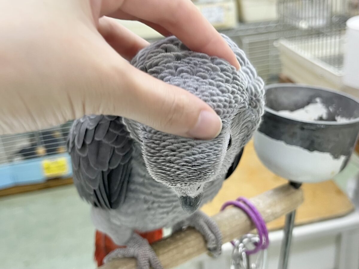 ヨウム