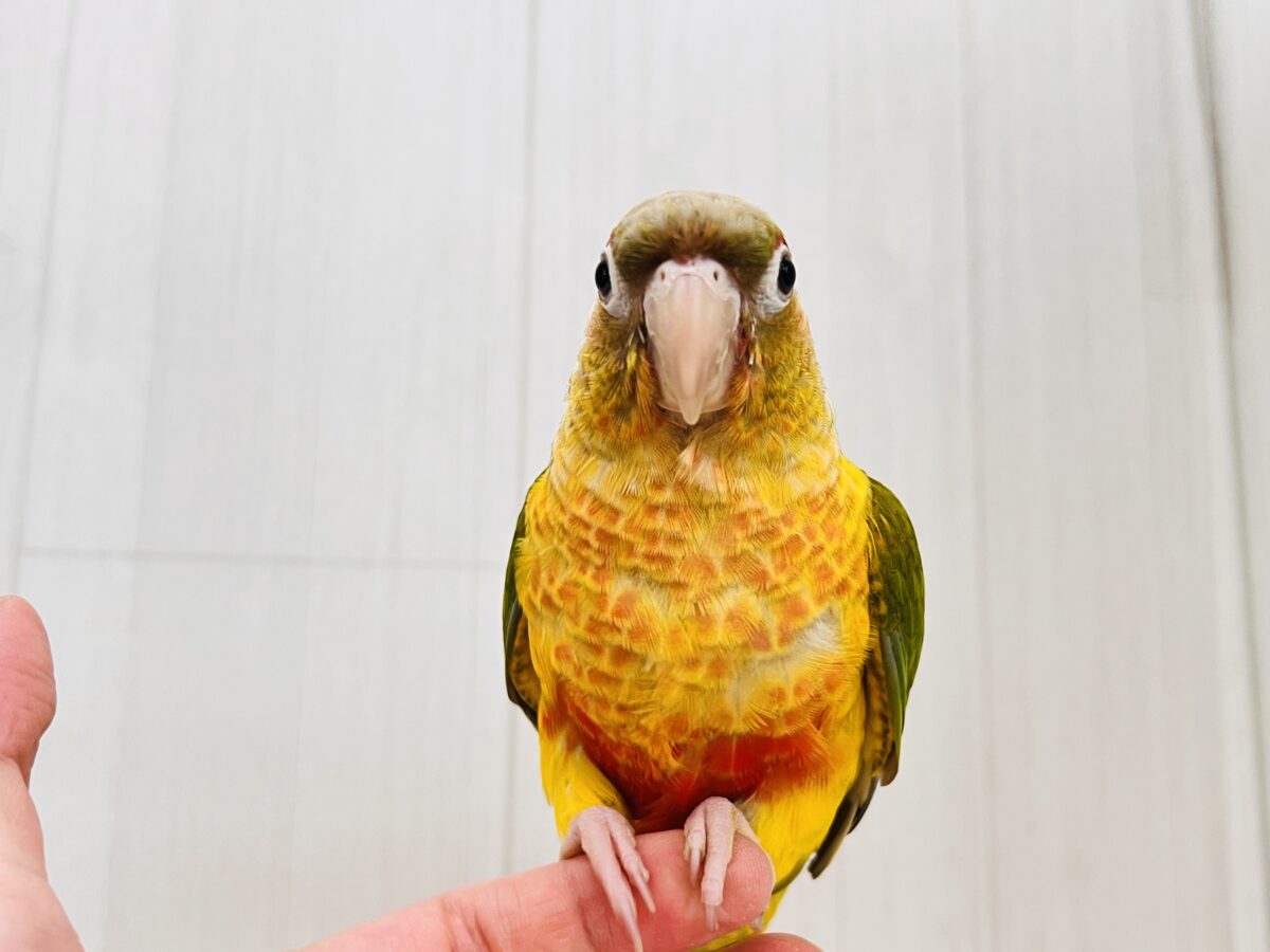 ホオミドリウロコインコ