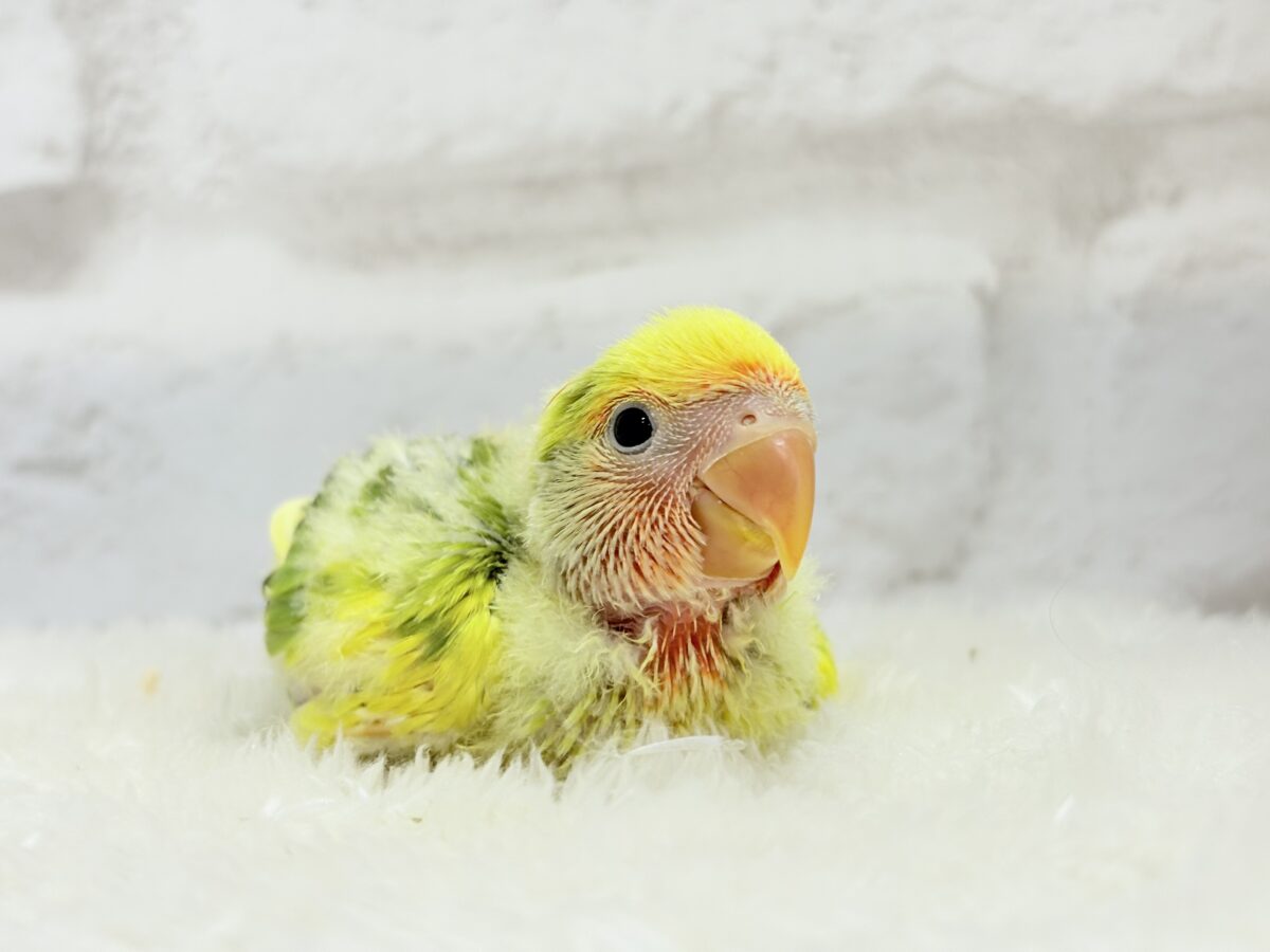 コザクラインコ（小桜インコ）