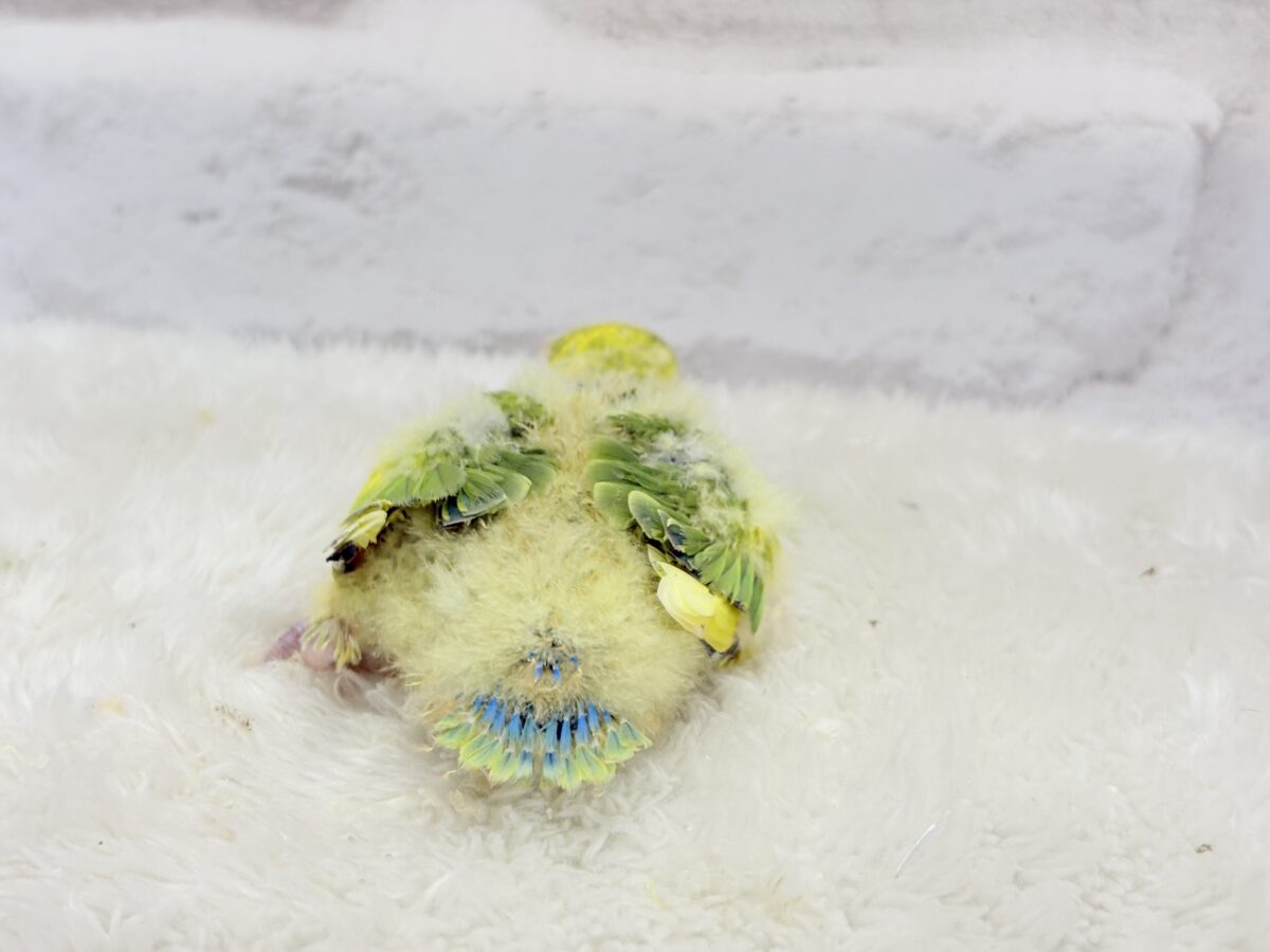 コザクラインコ（小桜インコ）