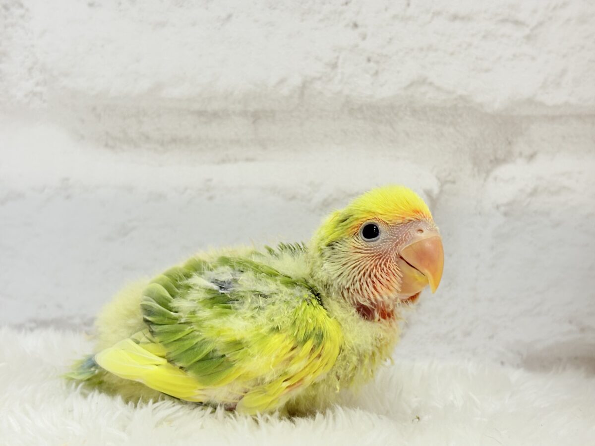 コザクラインコ（小桜インコ）