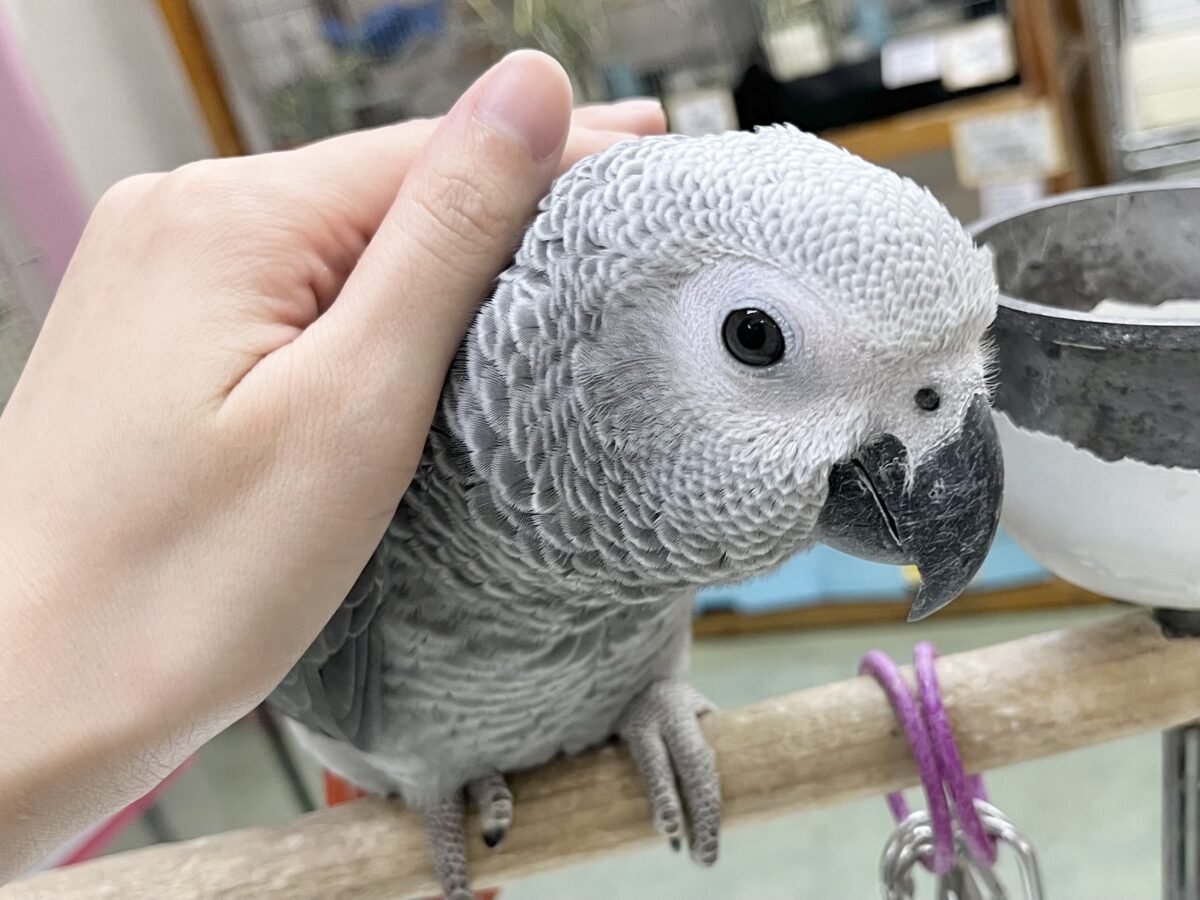 ヨウム