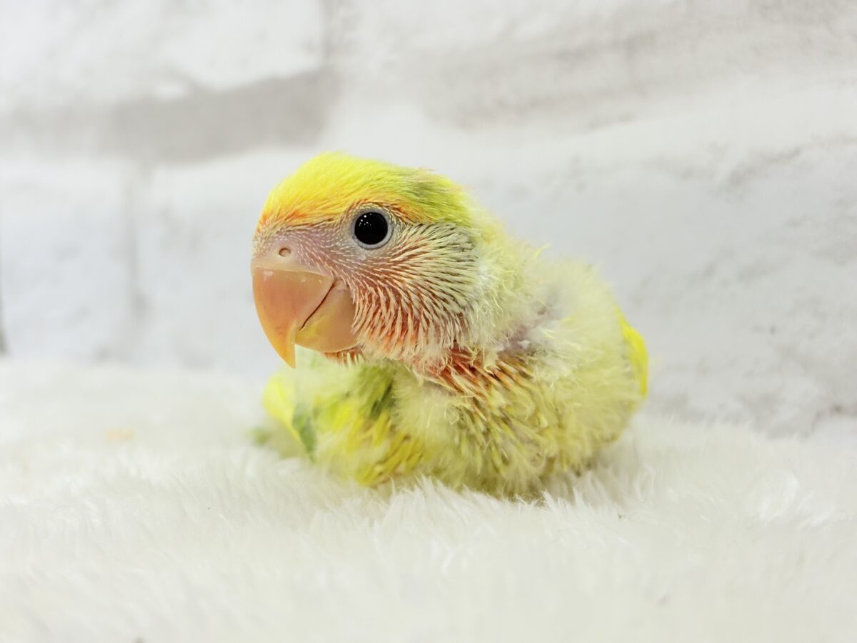 【最新画像・動画更新🪄】きゅるるんおめめのハッピーコザたん🐣💐コザクラインコ(タイガーチェリー) ヒナ コザクラインコ(小桜インコ)