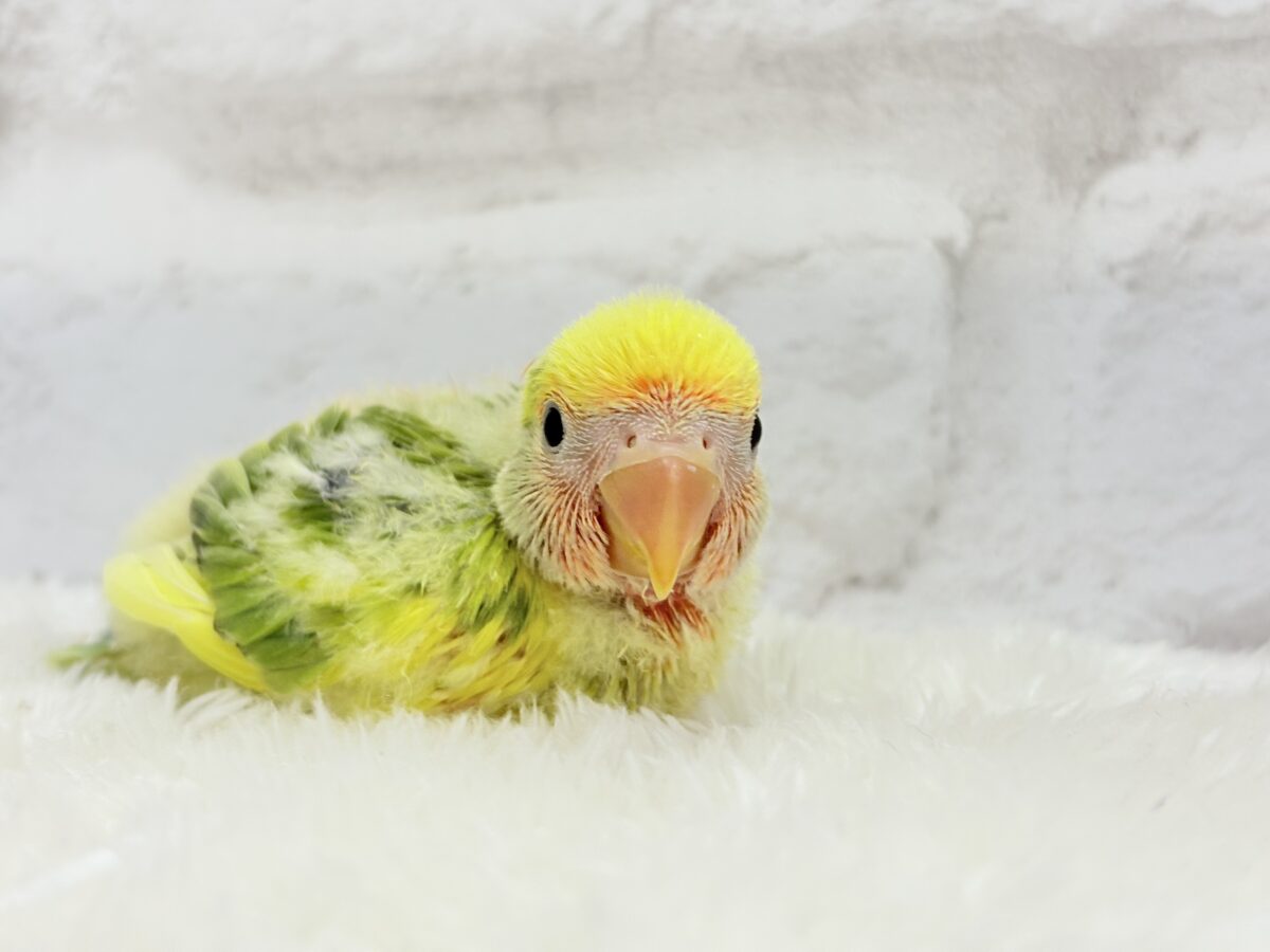 【最新画像・動画更新🪄】きゅるるんおめめのハッピーコザたん🐣💐コザクラインコ(タイガーチェリー) ヒナ コザクラインコ(小桜インコ)