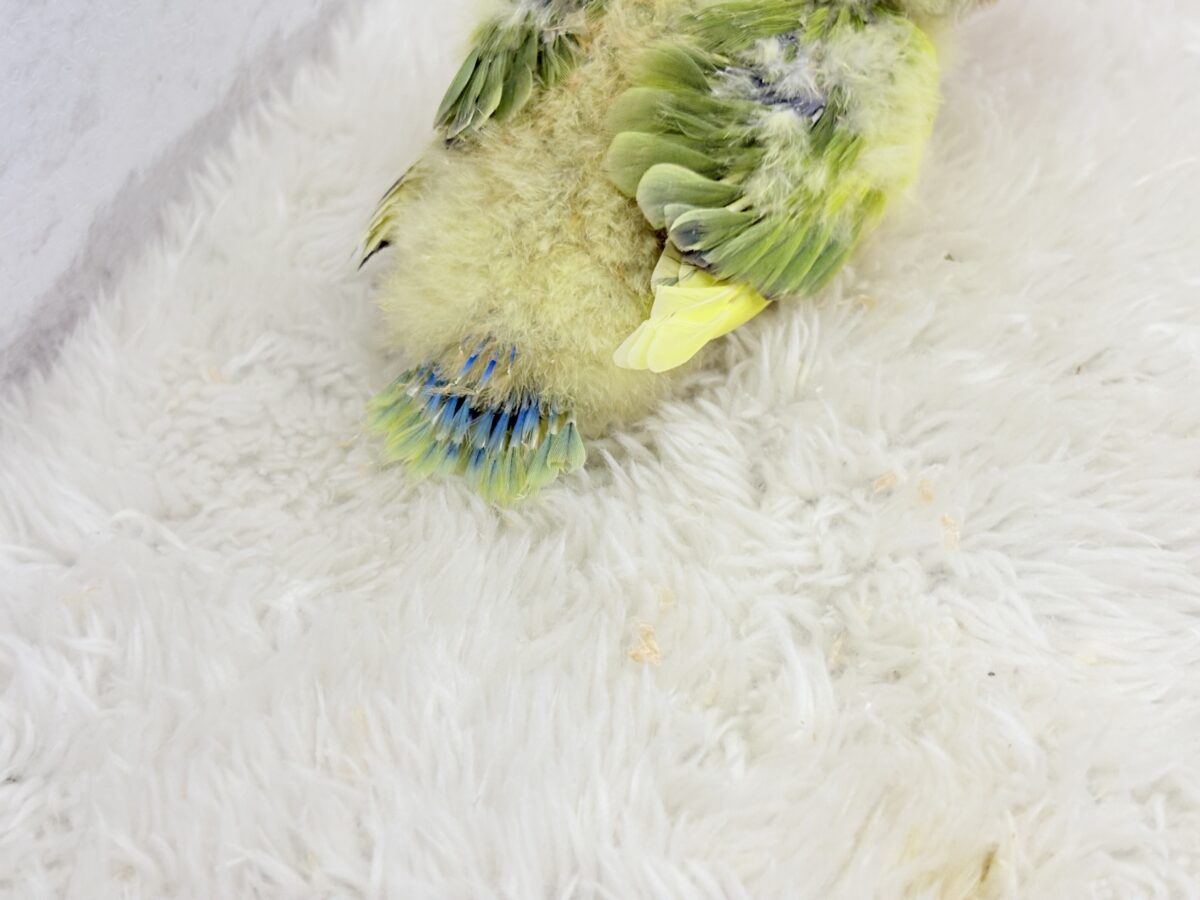 コザクラインコ（小桜インコ）