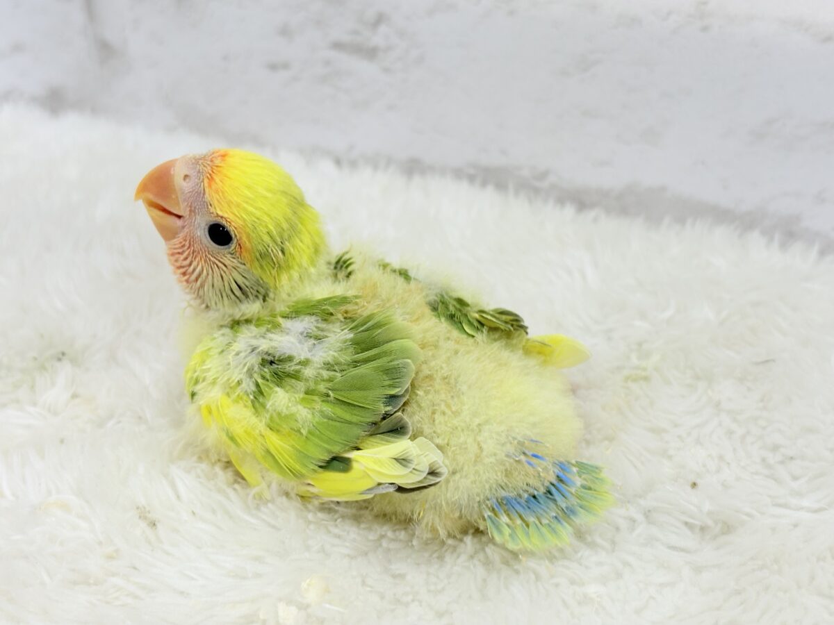 コザクラインコ（小桜インコ）