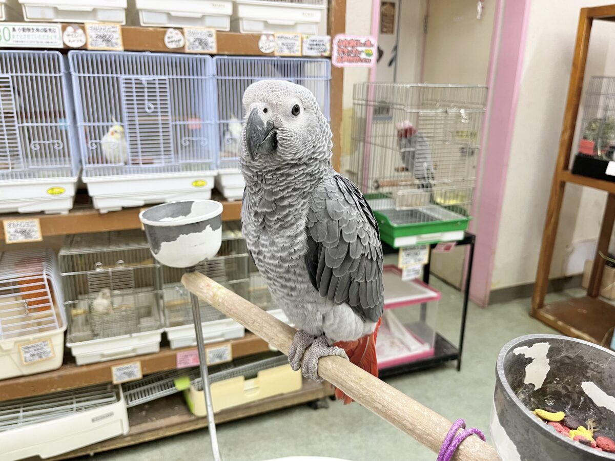 ヨウム