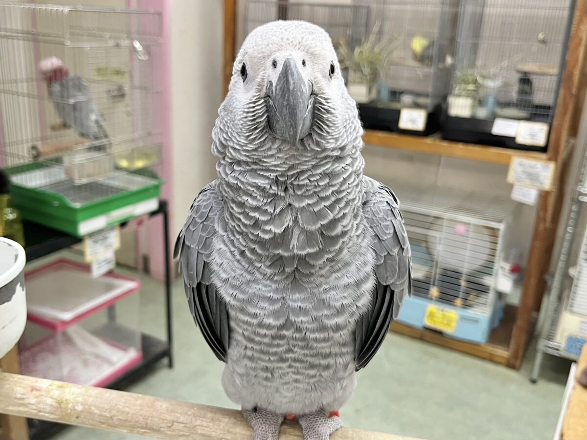 ヨウム