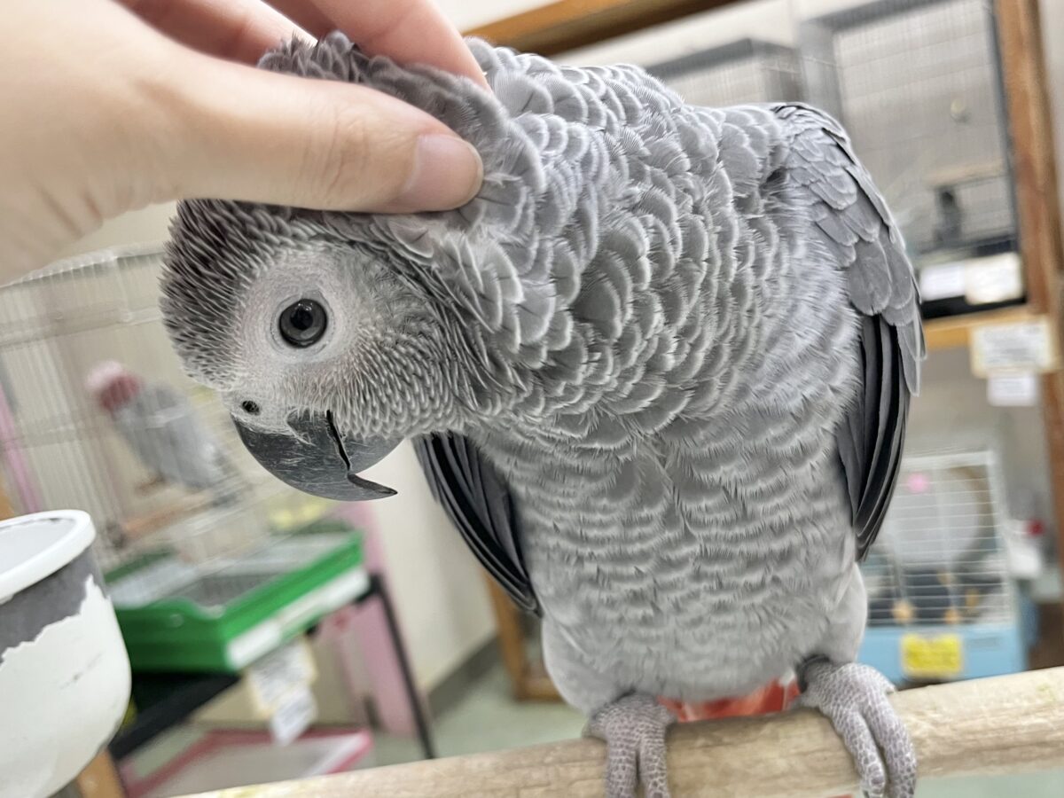ヨウム