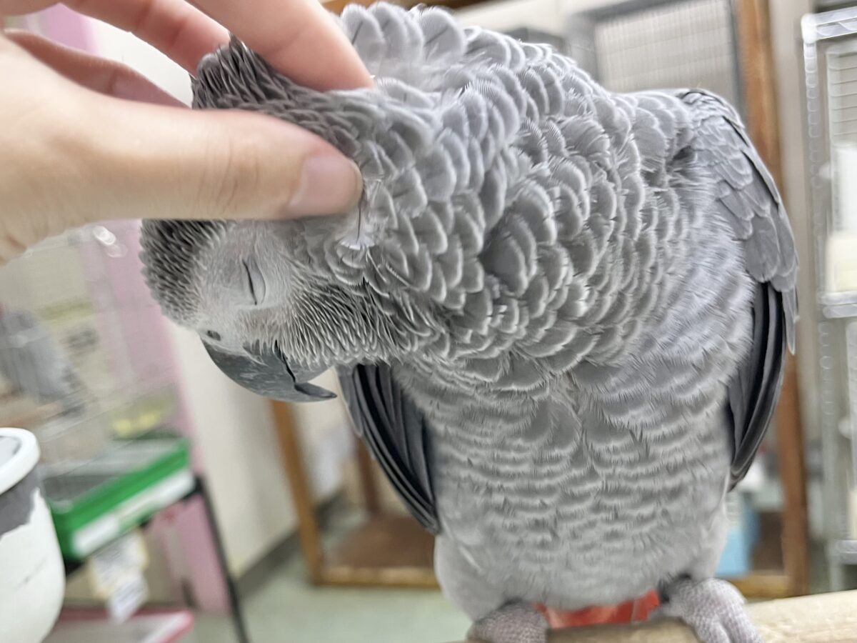 ヨウム