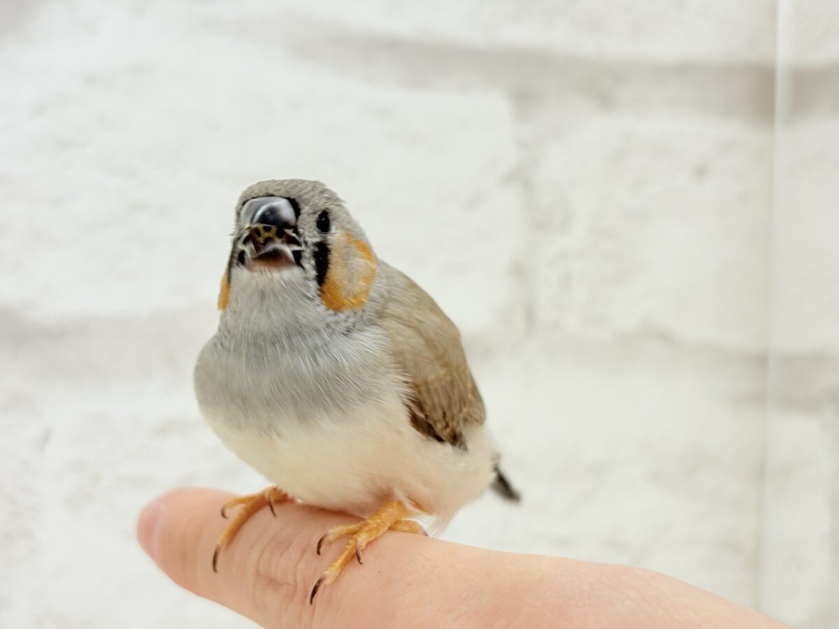 ジャンボキンカチョウ