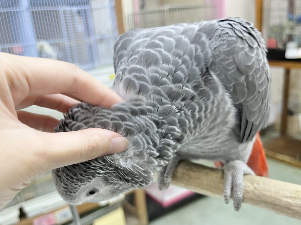 ヨウム